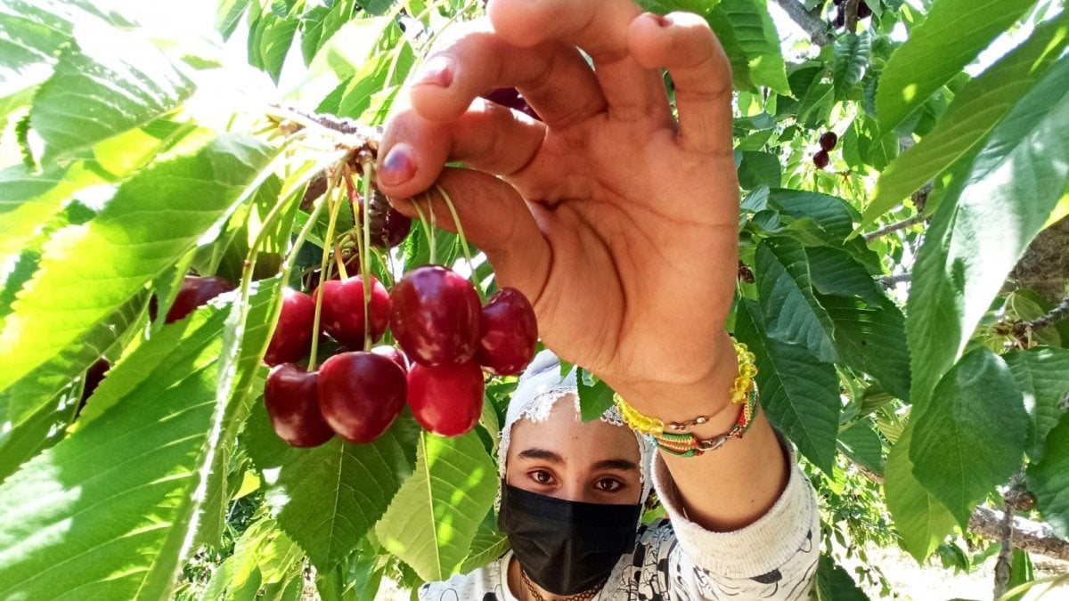 Hasadı başladı. Fiyatı 70 liraya kadar çıkıyor, Ruslar, Balkan Ülkeleri ve Araplar kapış kapış alıyor