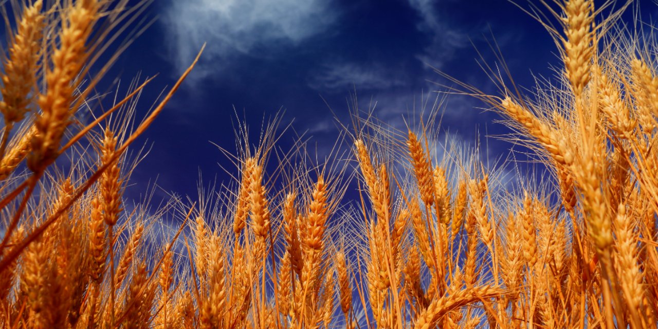 Türkiye’nin Stokları Dolu! TMO’nun Buğday Alımında Yüksek Fiyat Beklenmiyor