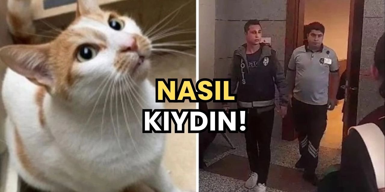 Dikkat Dağılmasın Diye Kediyi Camdan Atmış