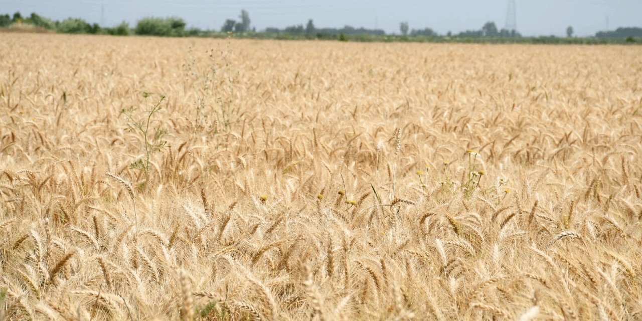 "Buğday Hasadı Bitmek Üzere, Buğday Taban Fiyatı Derhal Açıklanmalı ve En Az 15 Lira Olmalı"