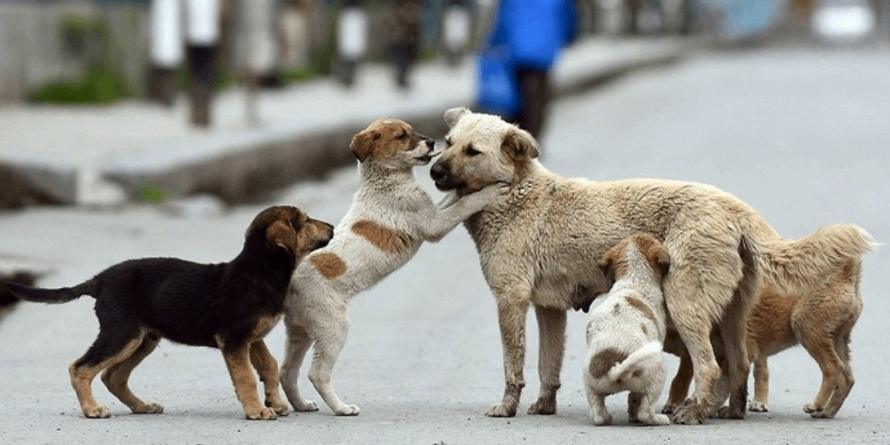 Haytap’tan ‘Başıboş Köpekler’ İle İlgili Yasa Hazırlığına Sert Tepki