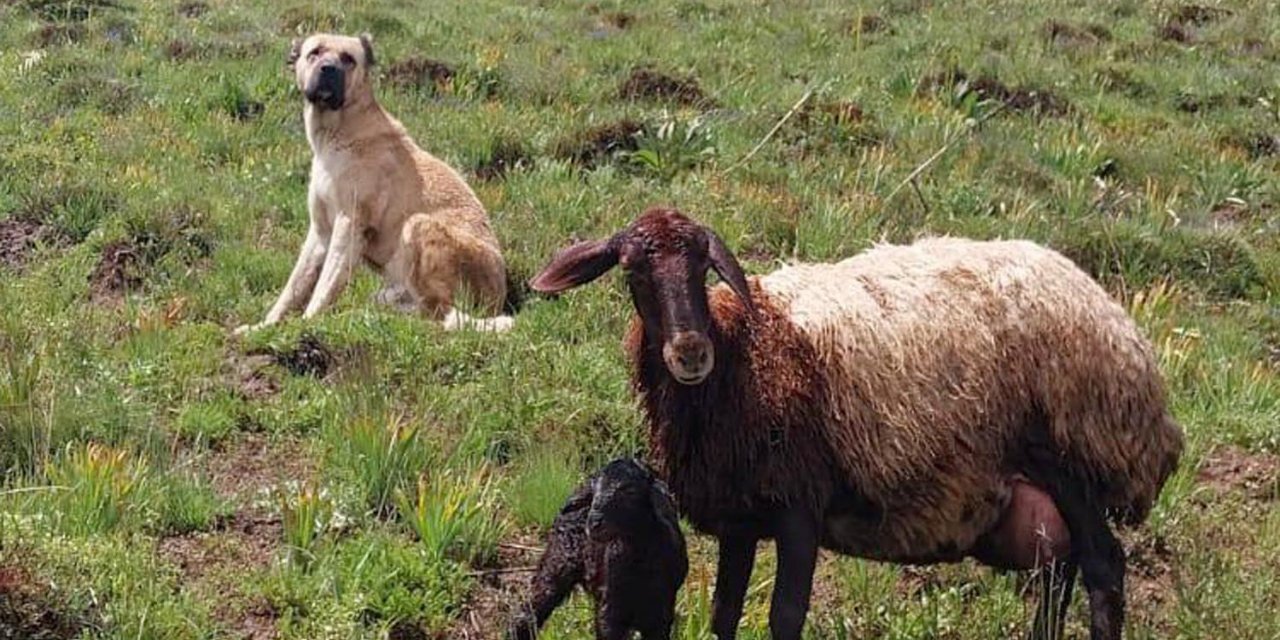 Kayıp Sandılar, Doğum Yapan Koyunu Korurken Buldular