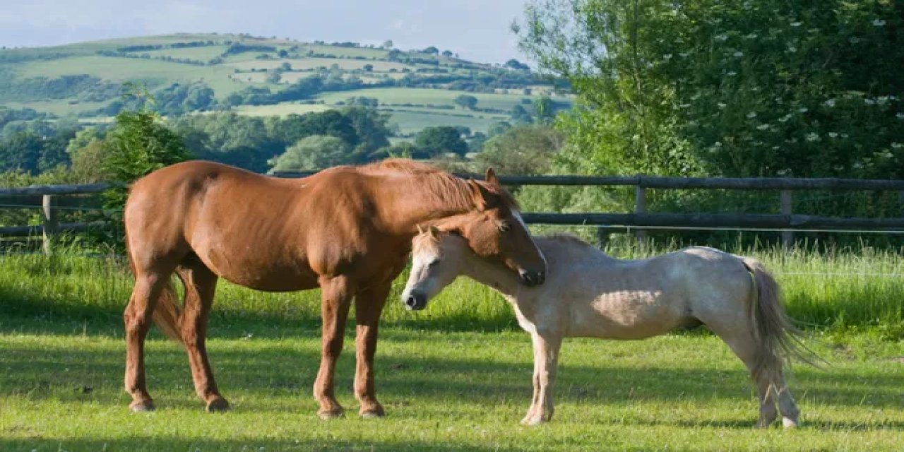 Çok önemli 2  sebepten  dolayı atlar ayakta uyur: