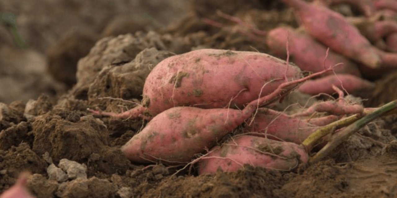 Doğu Anadolu'ya Ekonomik Katkı: Mor Patates Üretimine Başlandı