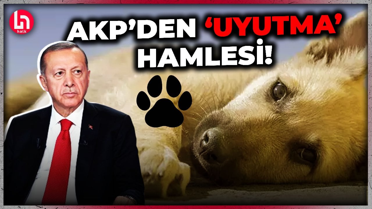 Erdoğan, sokak hayvanlarına 'uyutma' hamlesiyle neyi gizliyor?