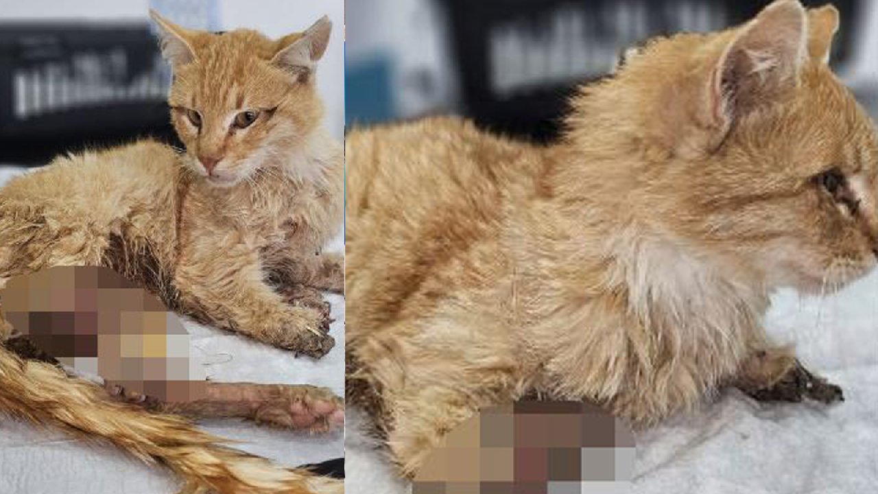 Kayseri'de 3 Ayağı Kesilmiş Halde Bulunan Kedi Öldü