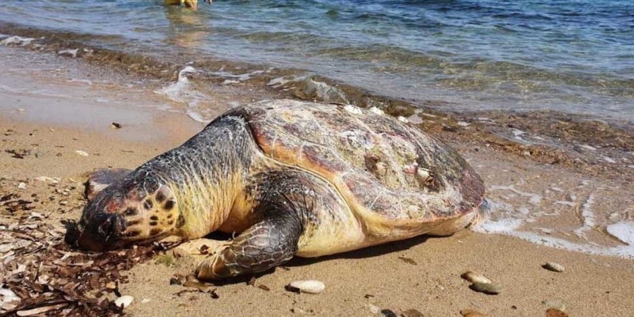 Edirne'de Ölü Caretta Caretta Kıyıya Vurdu