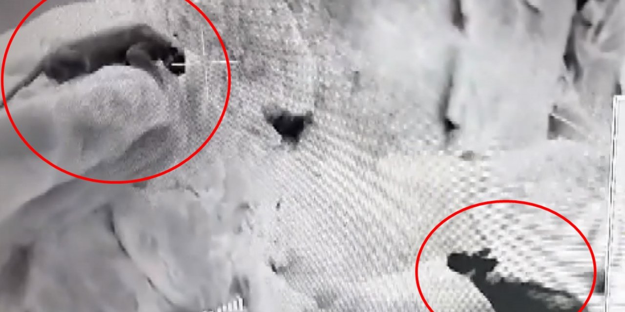 Görüntüler Türkiye'de Termal Kameralara Yansıdı: Bugüne Kadar Hiç Aynı Karede Görülmemişlerdi!