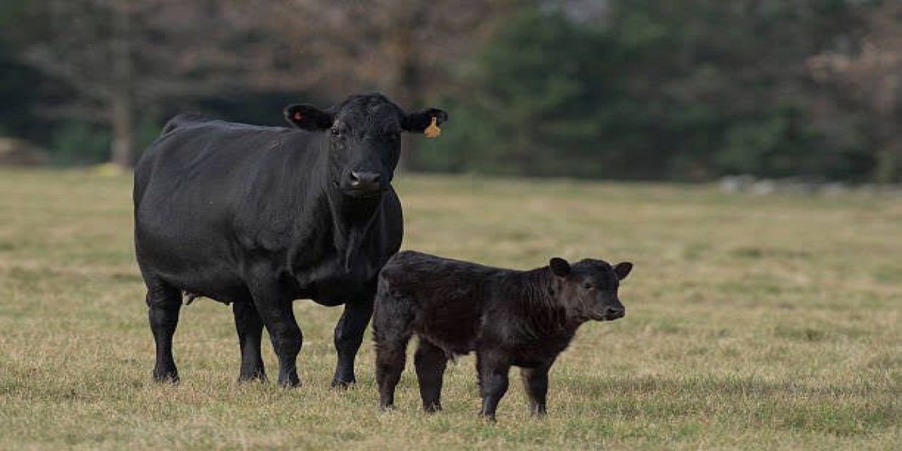 Kurban Bayramı İçin 27 Bin Tane İthal ‘Angus' Geldi