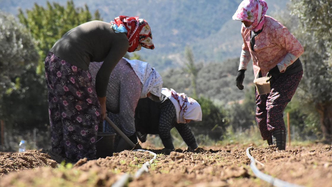 Karadeniz Çiftçisi Dolar ve Euro'dan Daha Çok Kazanmanın Yolunu Buldu! Çay ve Fındık Tarlalarını Kullanıyorlar