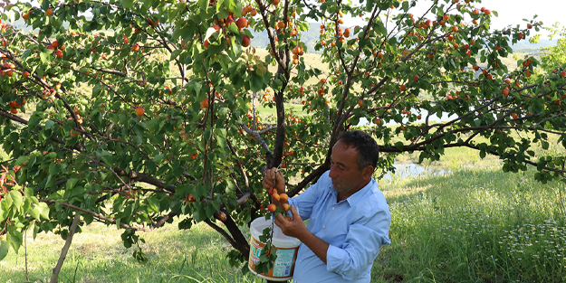 'Erkenci' kayısıda mor1 için hasat zamanı