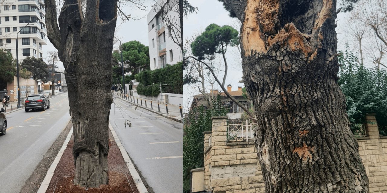 Kadıköy'de Hasta Ağaçların Yerine Yeni Fidanlar!
