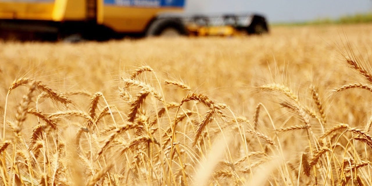 Buğday Fiyatları 1 Yılın En Yüksek Seviyesine Çıktı