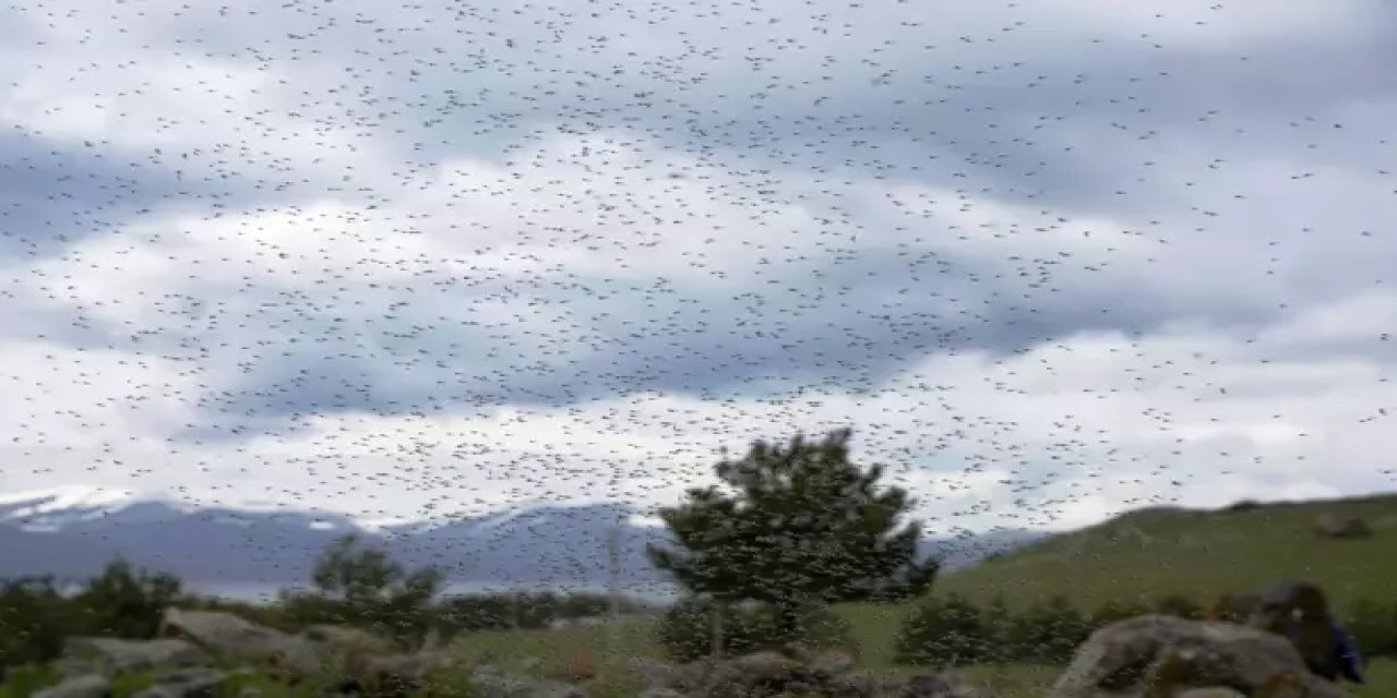 Çıldır Gölünü Yeşil Sinekler Böyle İstila Etti