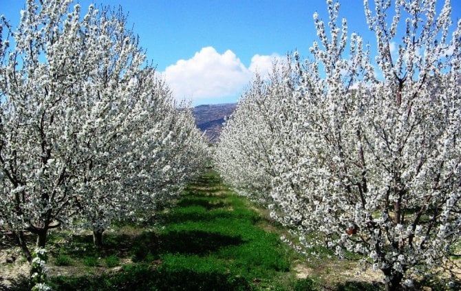 İsmini Nereden Aldığı Belli Oldu! Tam 800 Ton Rekolte Bekleniyor