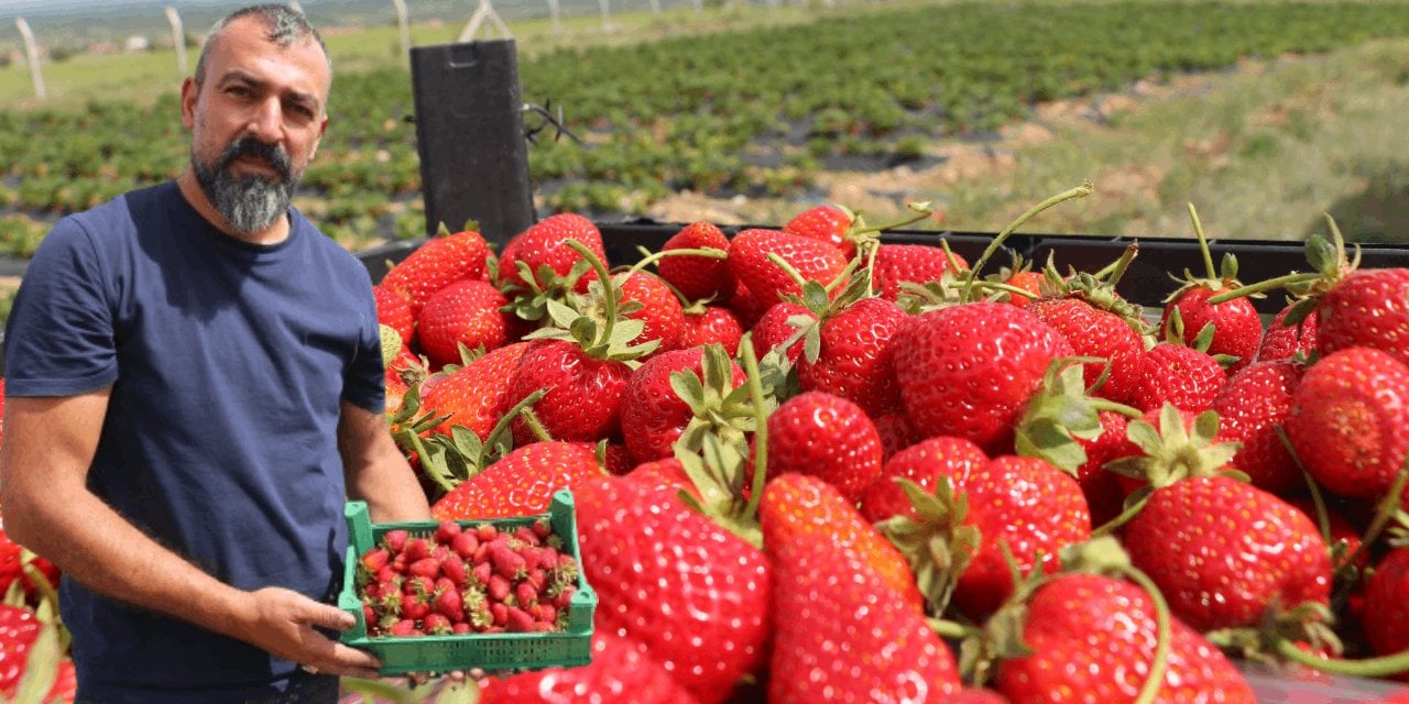 Köyüne Döndü, Yılda 40 Ton Böğürtlen, 25 Ton Çilek Üretip Köylülere İstihdam Sağlıyor!