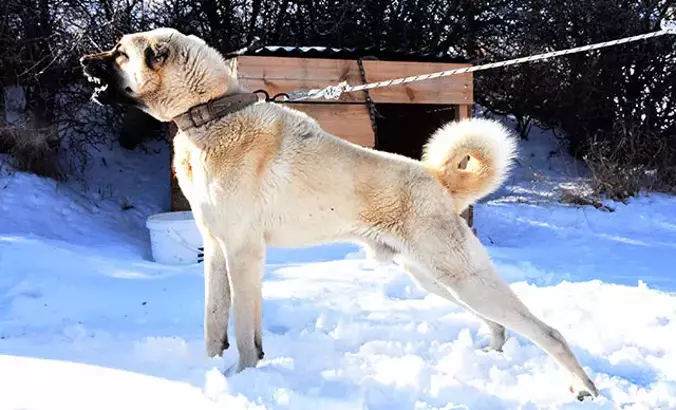 Sivas'ta Kangal Köpeği Hırsızlığı