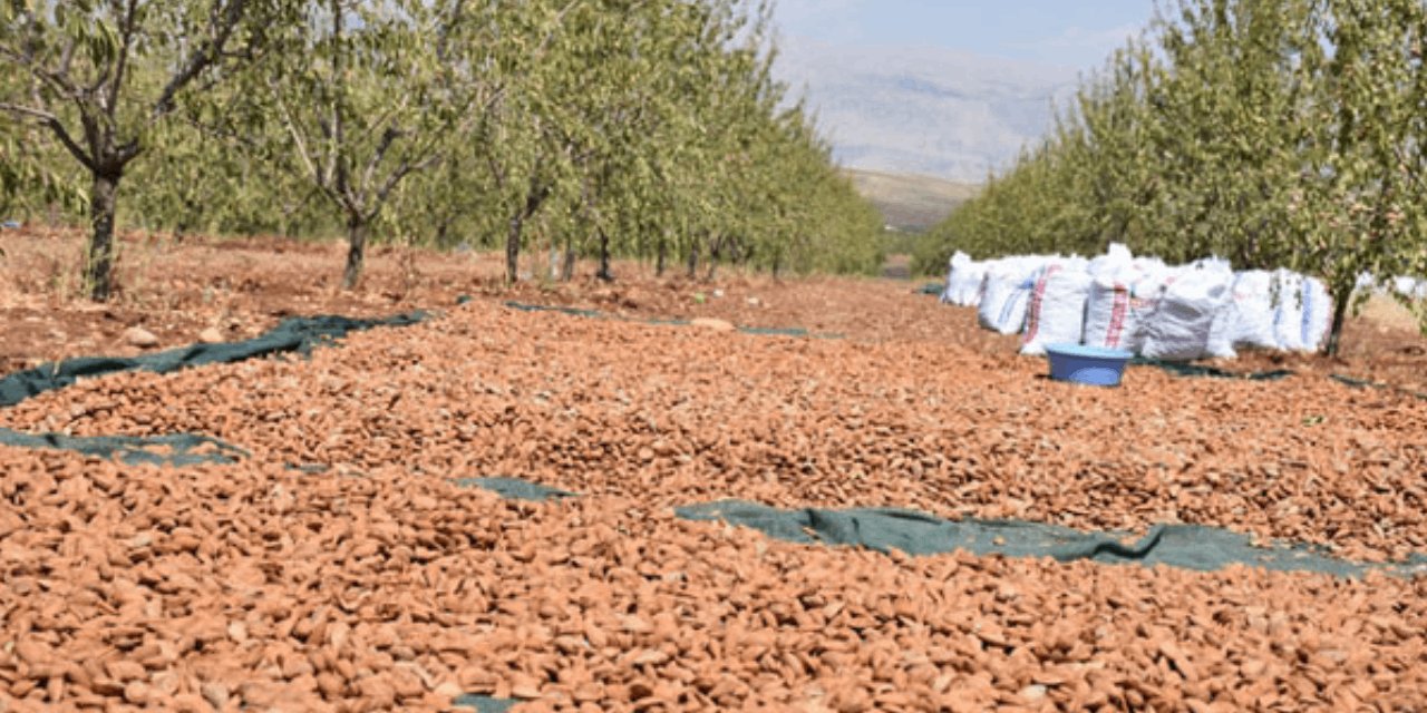 Badem Hasadı Başladı: Bademin Başkentinde 29 Bin Ton Rekolte Bekleniyor!