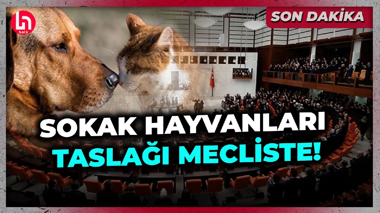 Sokak hayvanlarını 'uyutma' taslağı Meclis'te: Bakan Yılmaz Tunç'tan tedbir sinyali!