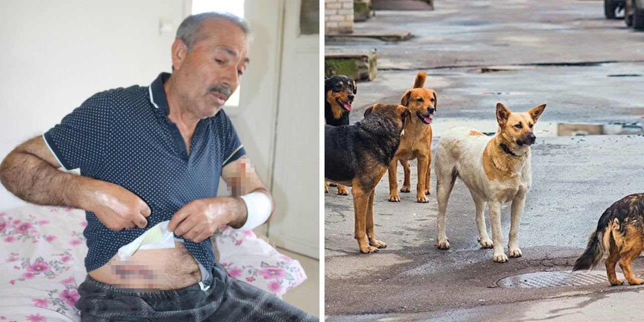 Ekmek Almaya Giderken Köpek Saldırısına Uğradı