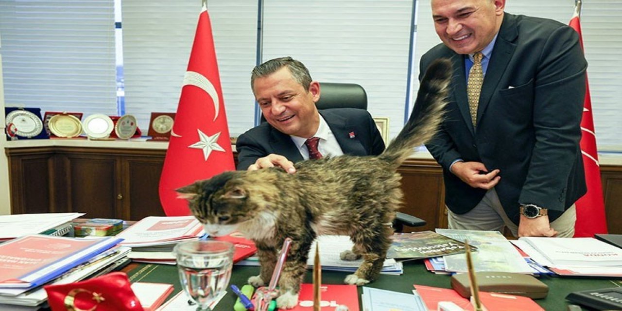 CHP'nin Kedisi Şero'dan İyi Haber