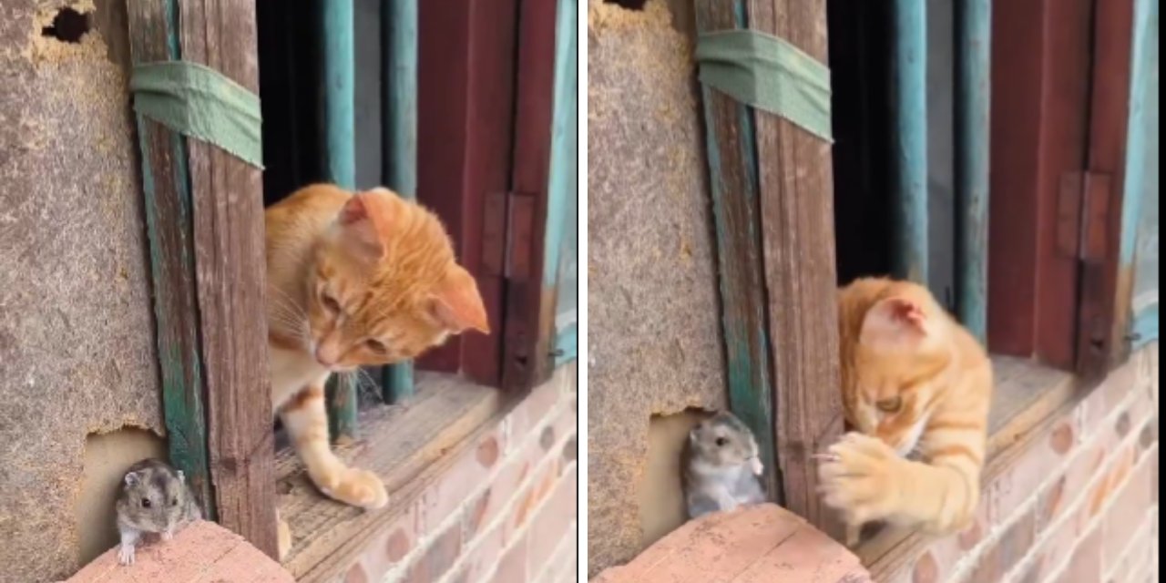 Tom Ve Jerry'i Aratmadılar! Kedi Ve Farenin Dostluğu Viral Oldu