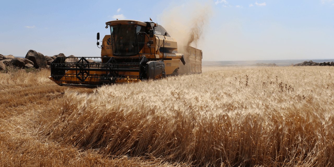 Buğday da Hasat Başladı! Yetkili Buğday İçin Fiyat Verdi