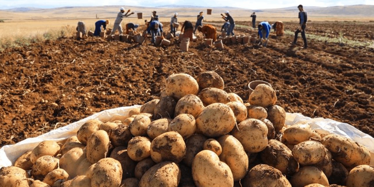 Kapadokya Çiftçileri: Patates Hasadında Verim Yüksek, Ancak Fiyat Artışı Düşük