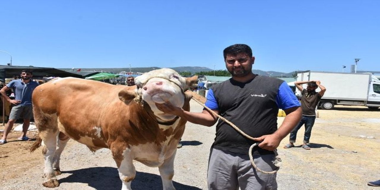 Kilosu Tam 1.5 Ton! Toros Kaplanı Rekor Fiyata Satıldı