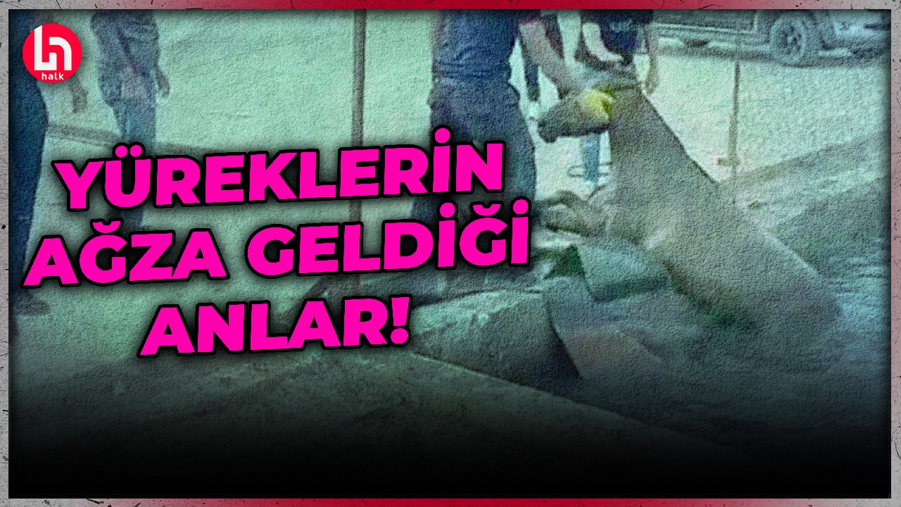 Sahipsiz at atık petrol kuyusuna düştü: Yürekler ağza geldi!