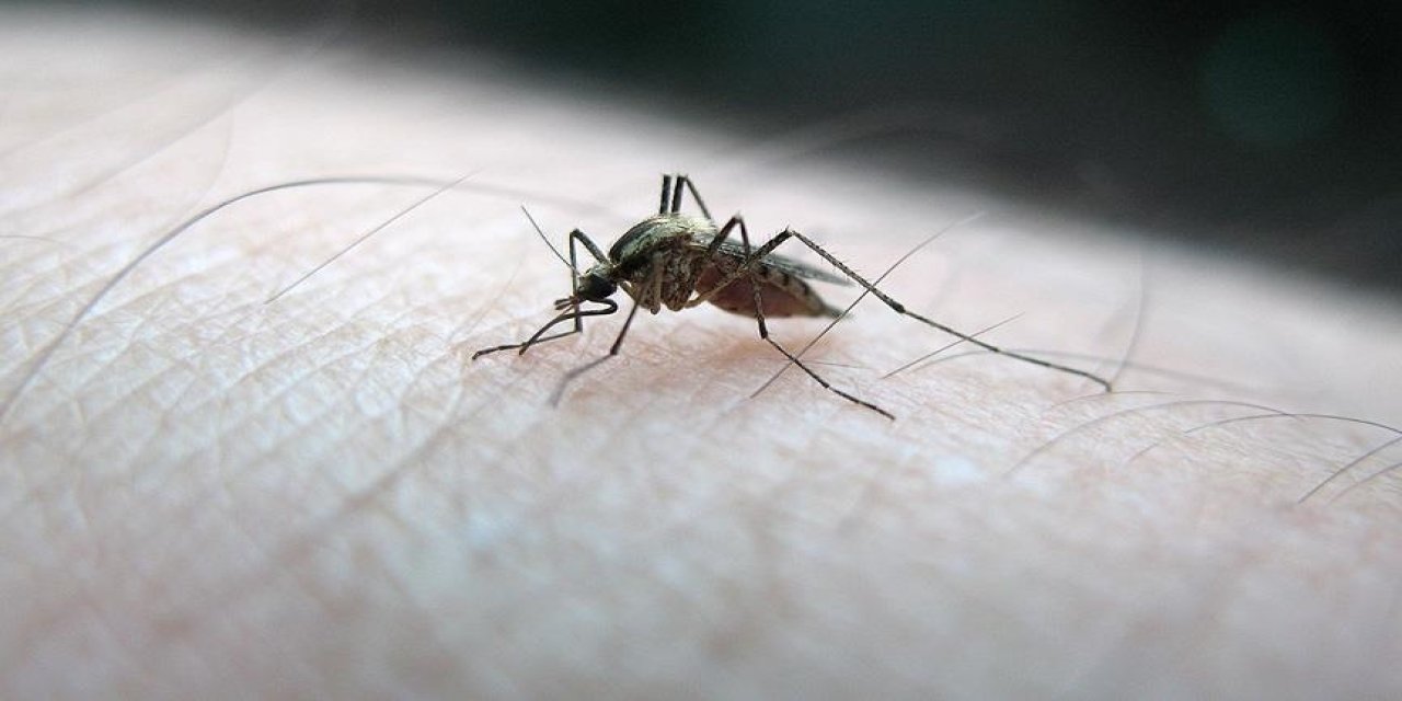 Sinek İlacına Gerek Yok, Tamamen Doğal: Meğer Sivrisineklerden Kurtulmak Çok Kolaymış
