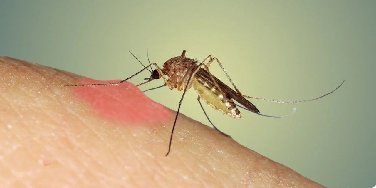 Sivrisineklerden Korunmak için Öneriler