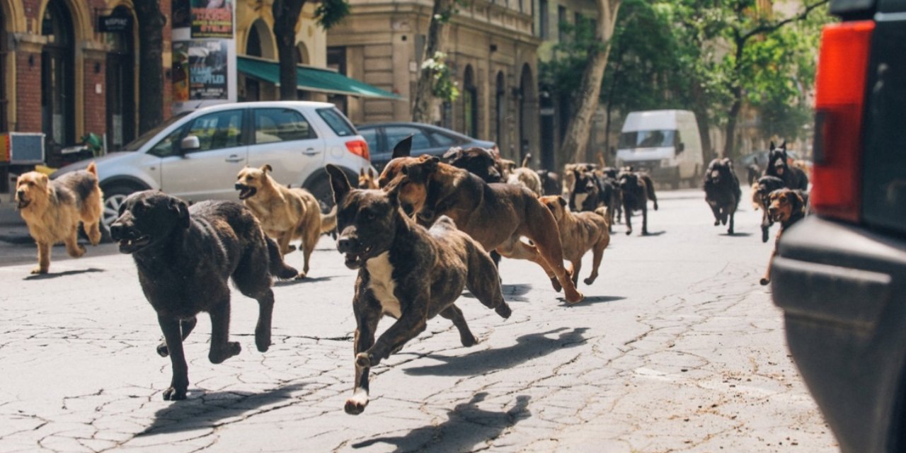 Köpek Sürüsü Kendi Sürülerinden Bir Başka Köpeği Şehrin Göbeğinde Böyle Parçaladı