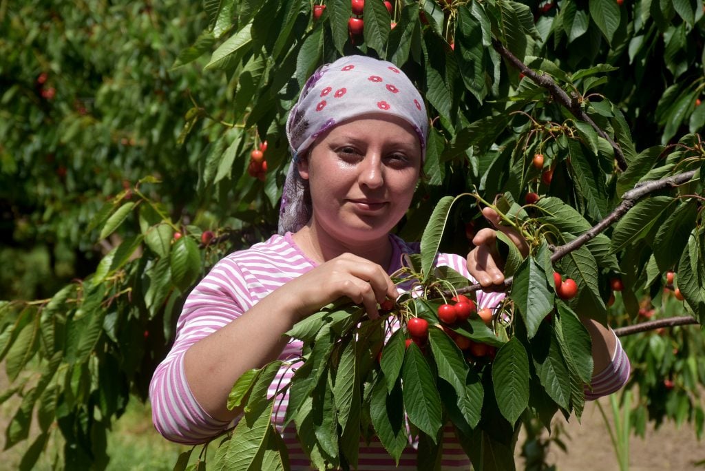 Tadıyla Ünlü Çeribaşı Kirazında Hasat Zamanı