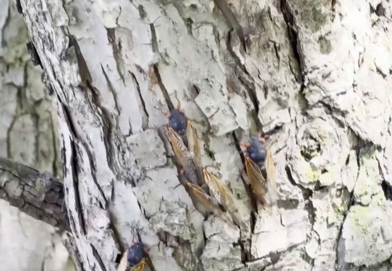 Uzmanlar uyardı: 221 yılda bir görülen böcek istilası başladı