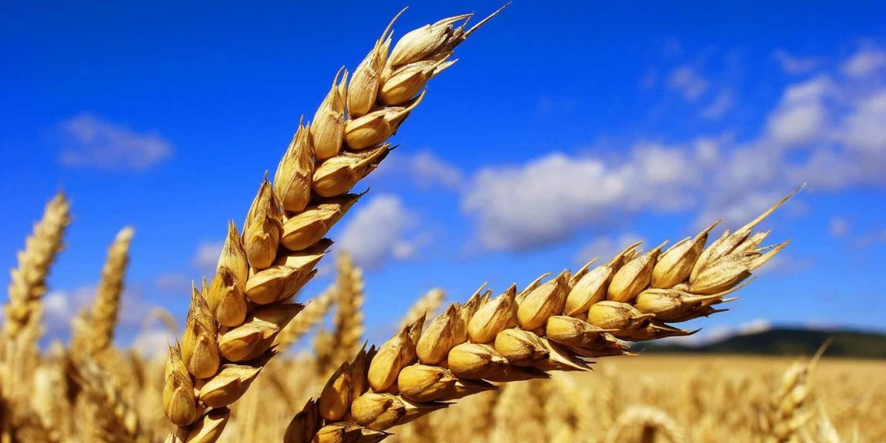 Çiftçi Perişan, Buğday Alım Fiyatına Tepkiler Büyüyor: Fiyat Düzenlemesi Şart!