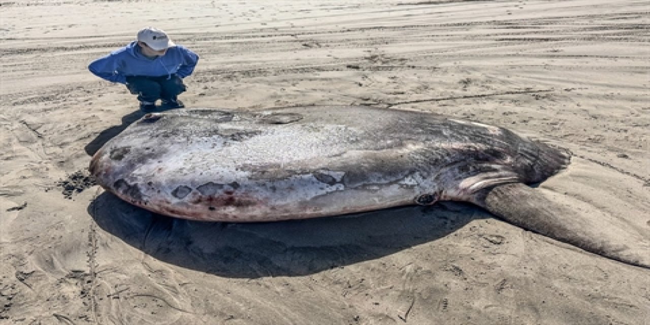 Kıyıya Vuran Dev Canlı! ABD'de Kapüşonlu Güneş Balığı Keşfedildi
