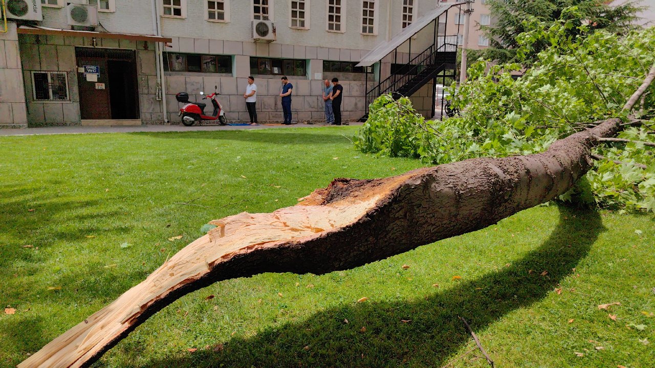 Cami Bahçesindeki Ağacın Dalı Kırıldı, 1 Kişi Yaralandı