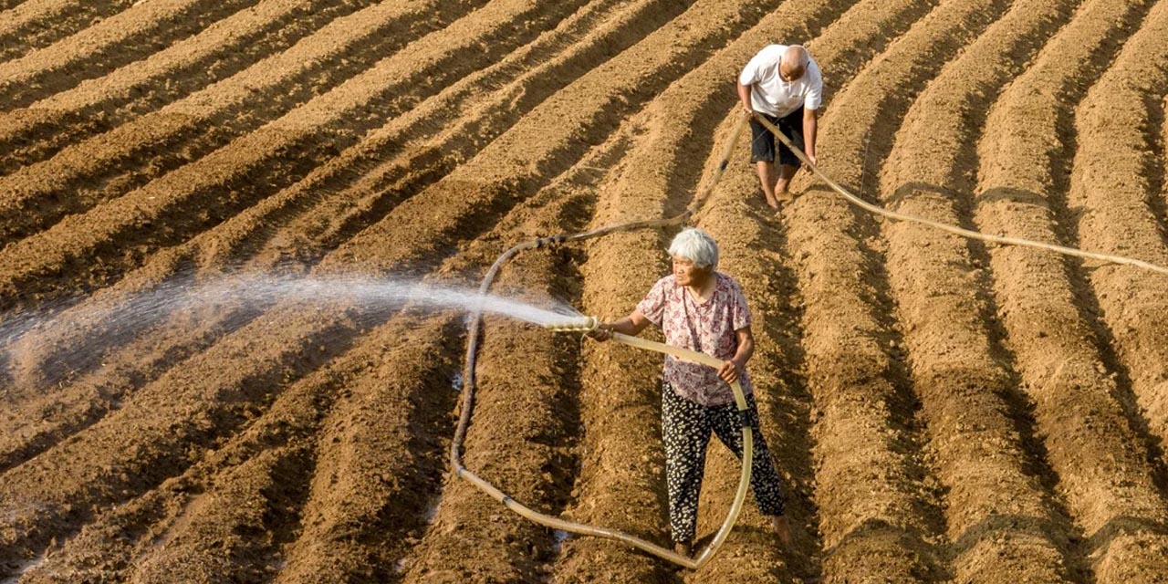 Çin'de Rekor Sıcaklıklar Tarımı Vuracak
