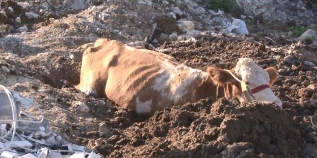 Bıçaktan Kaçan Dana Çamura Saplandı