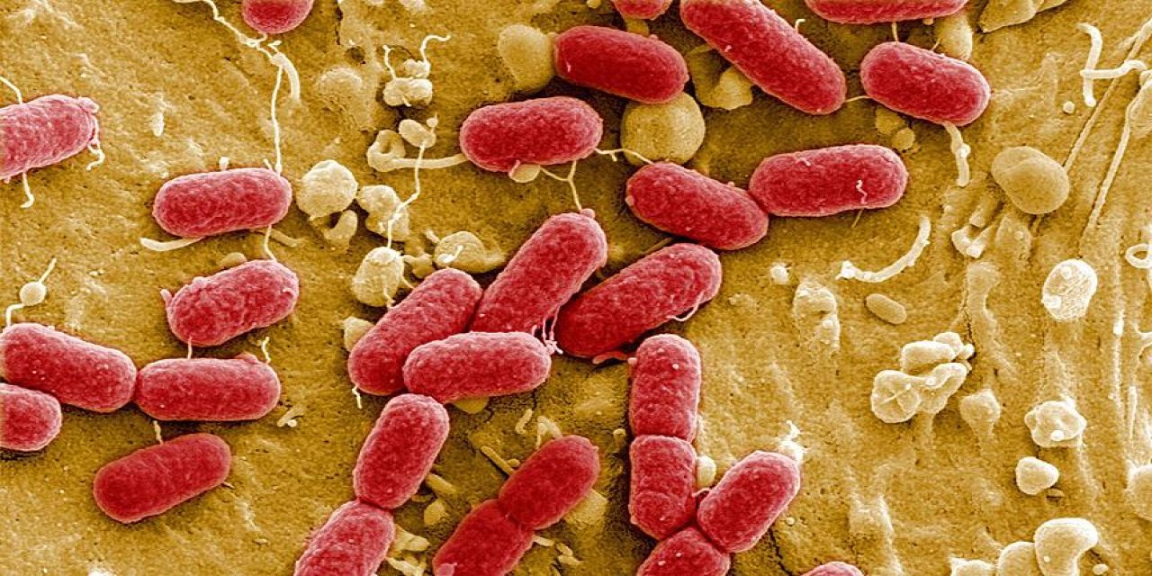 'Et Yiyen' Bakteri Vaka Sayısı Pik Yaptı!