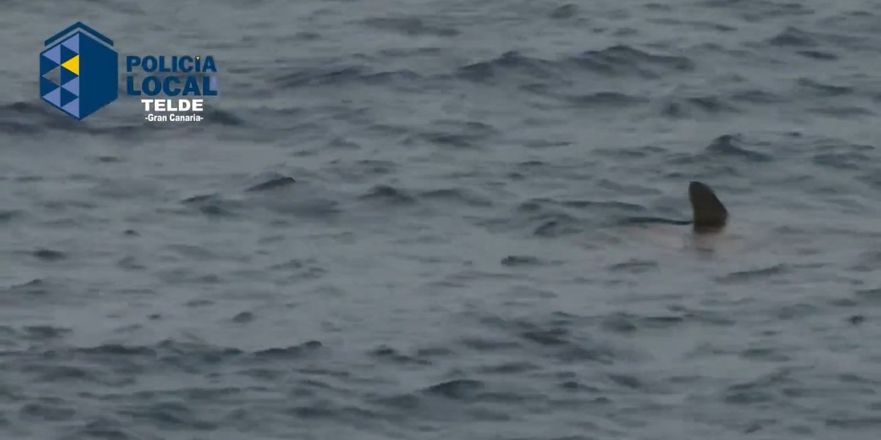 Denizden Köpek Balığı Çıktı Plaj Kapatıldı!
