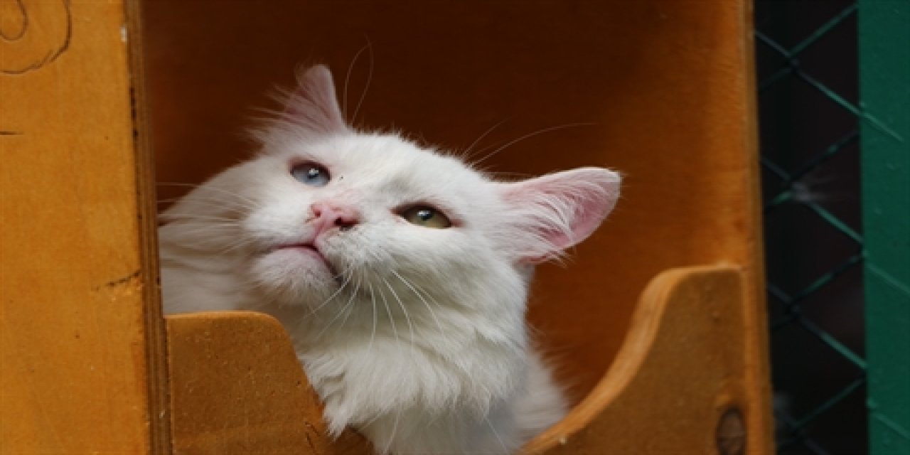 Van Kedi Villası'nın Yaşlı Bilgesi" Muhtar" 18 Yaşında