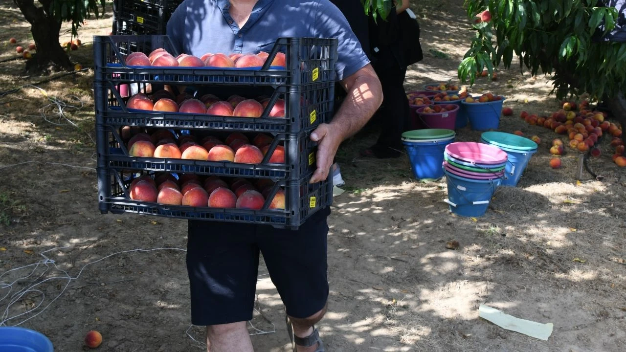 Haziran Ortası Başlayan Hasat Eylül Sonuna Kadar Devam Edecek! Verim Bu Yıl Geçen Seneden İyi