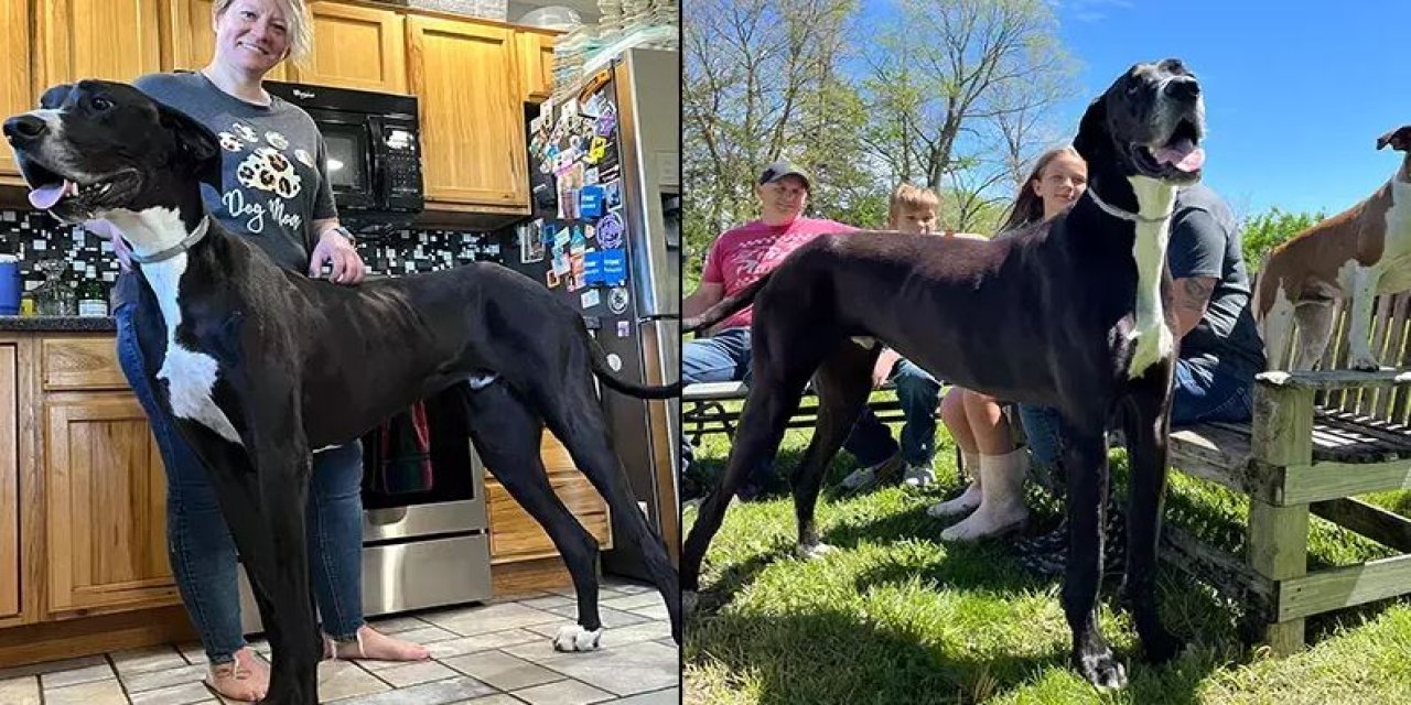 Kevin Rekoruna Doyamadı! Dünyanın En Uzun Köpeği Hayatını Kaybetti