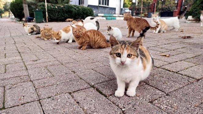 Türkiye'nin Kedi Aşkı Dünya Gündeminde! Yeni Turizm Elçisi Olarak Kabul Ediliyor