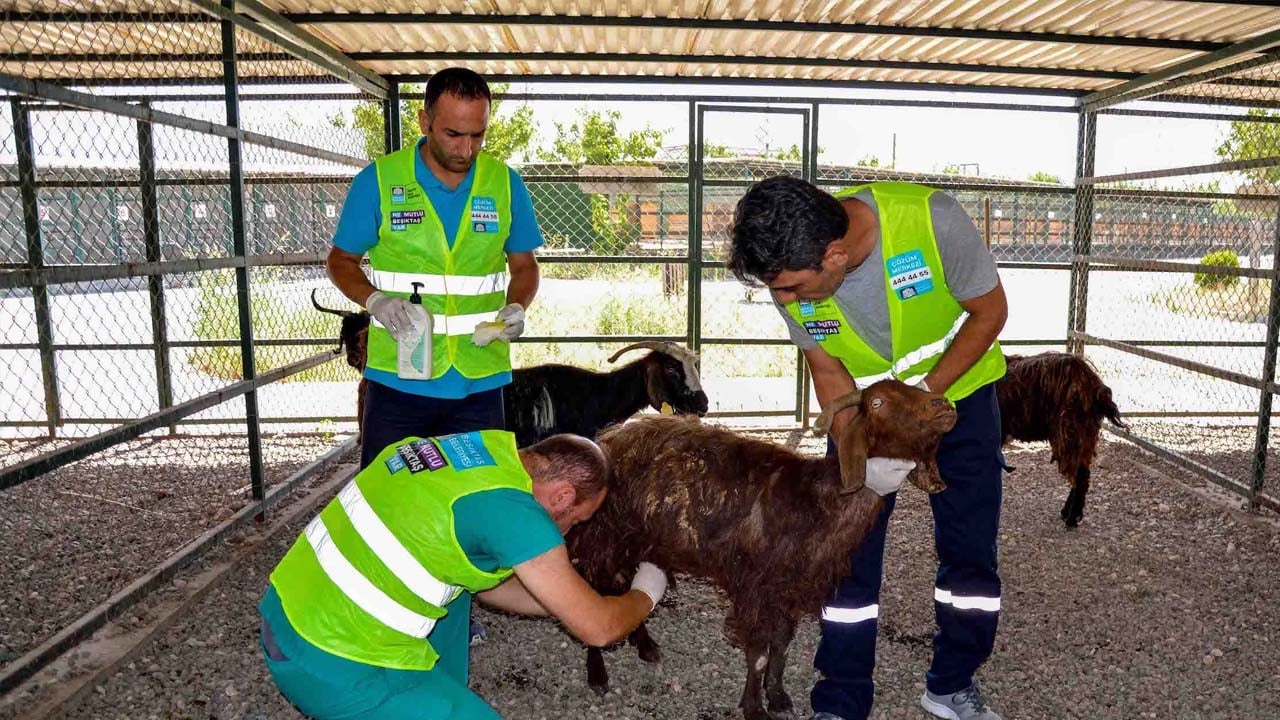 Diyarbakır ve Mardin’deki yangından kurtarılan hayvanların tedavisi sürüyor