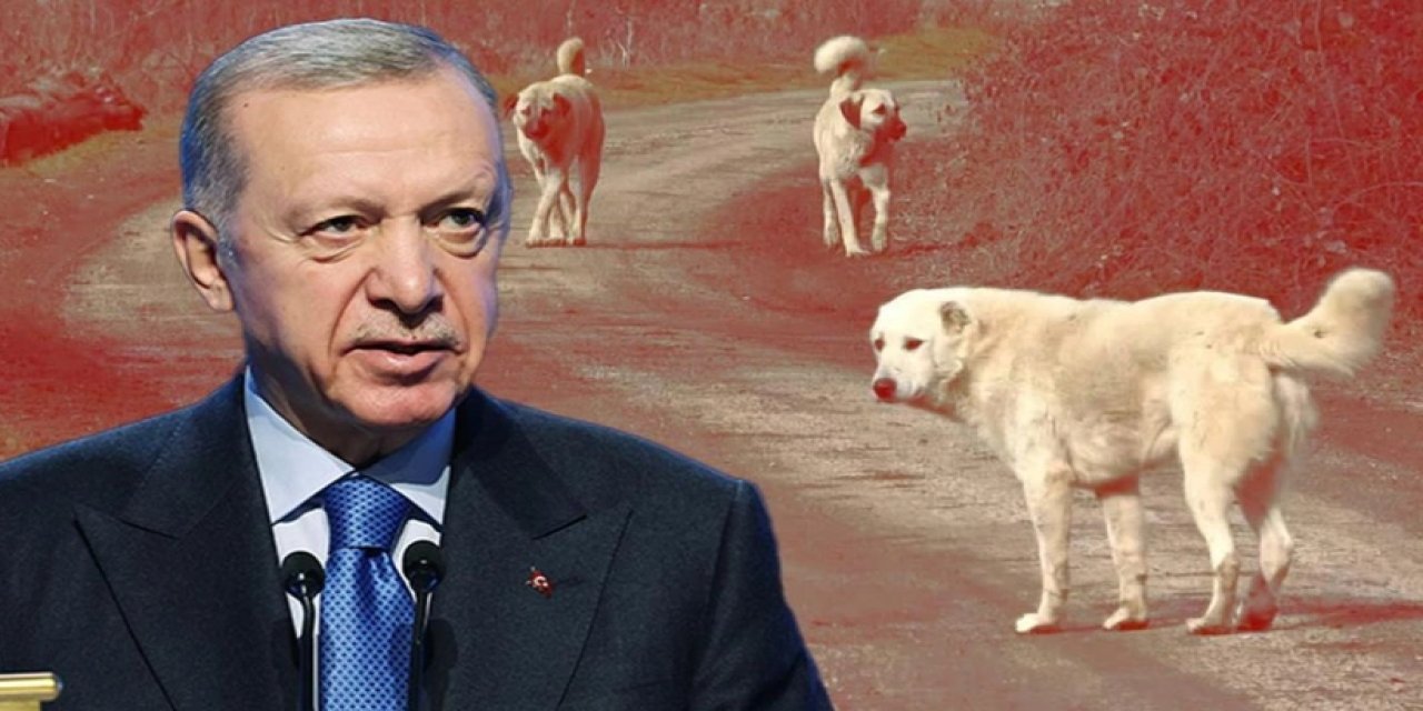 Erdoğan Aceleci: Sokak Köpekleri için Talimat Verdi!