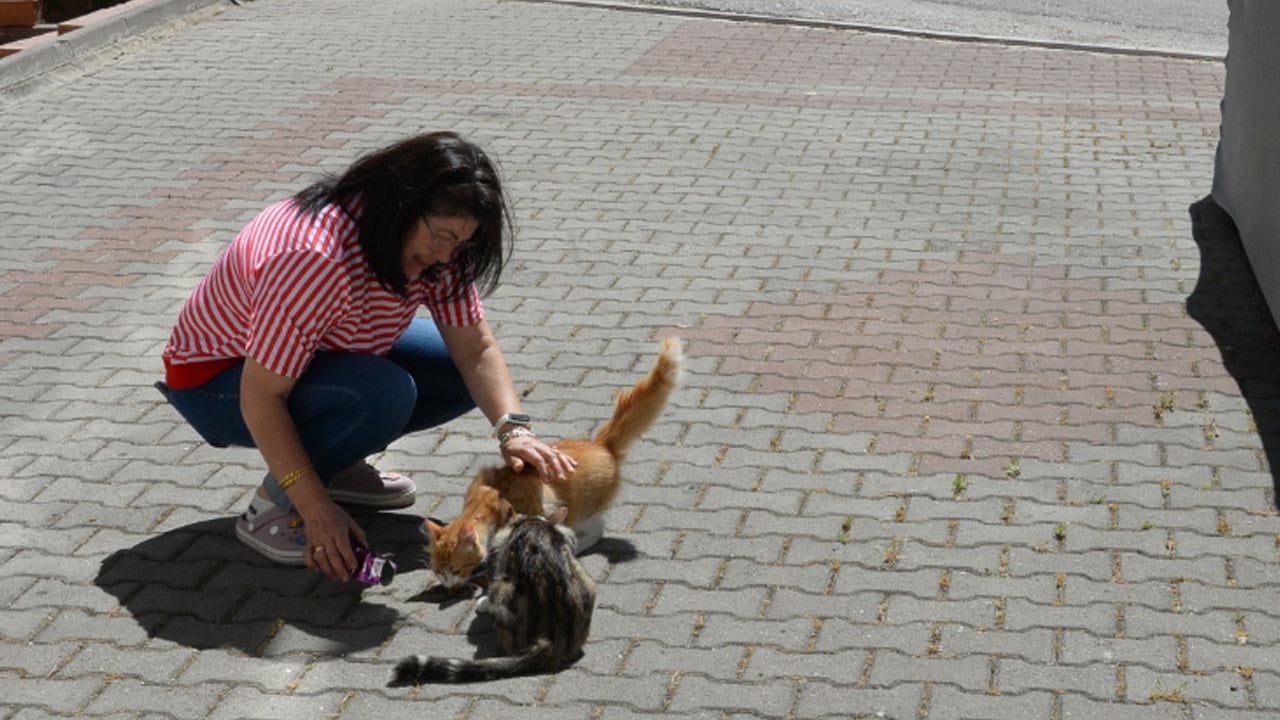 Bozüyük Belediyesi, hasta kedileri tedavi etti