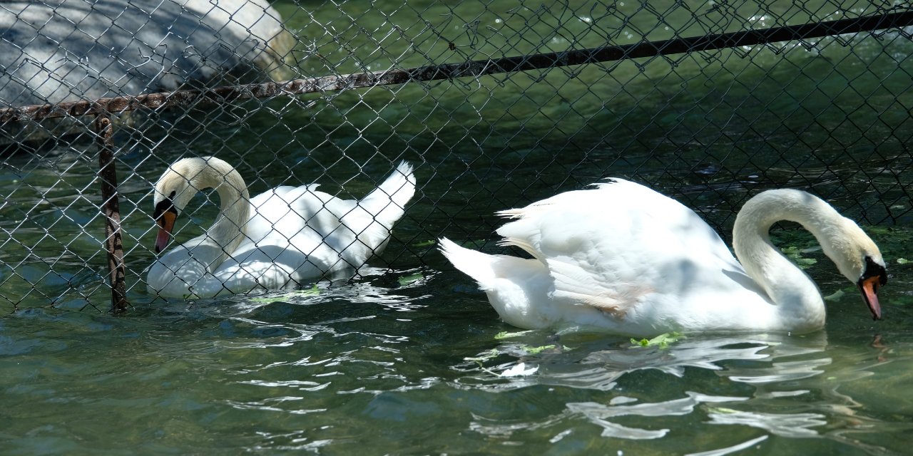 Tel Örgülerin Nedeni "Erkek Kavgası" Çıktı